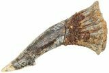 Fossil Sawfish (Onchopristis) Rostral Barb - Morocco #208914-1